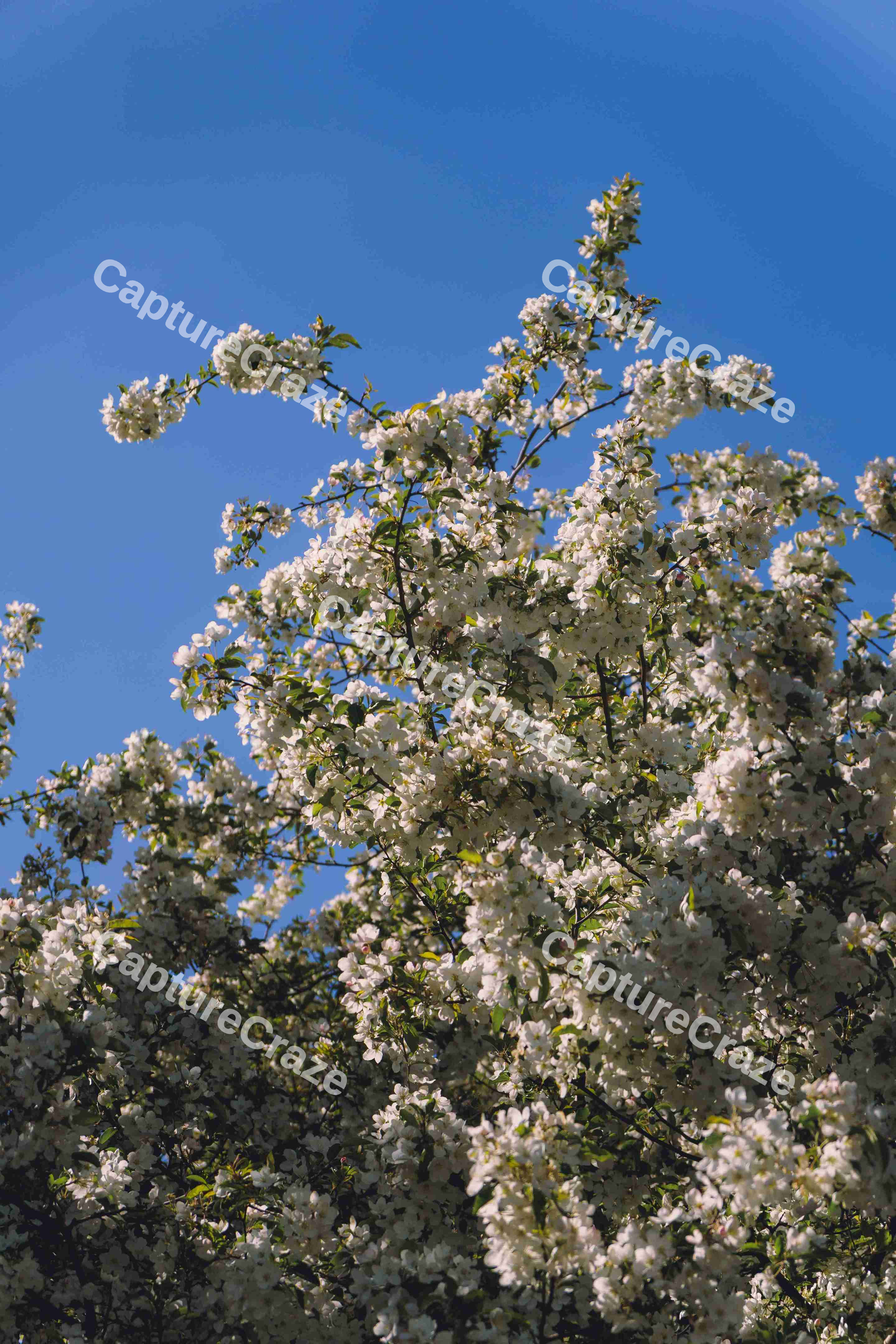 Cherry Blossom Tree